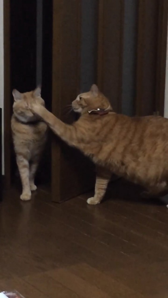 猫をパンチする猫