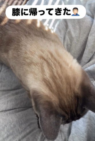 膝の上へ戻る猫