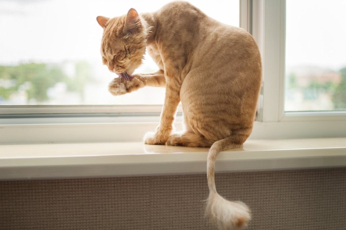 サマーカットの猫