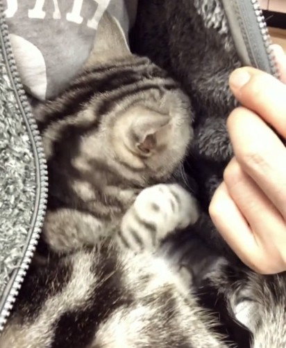 パパの胸に抱かれるアメリカンショートヘア