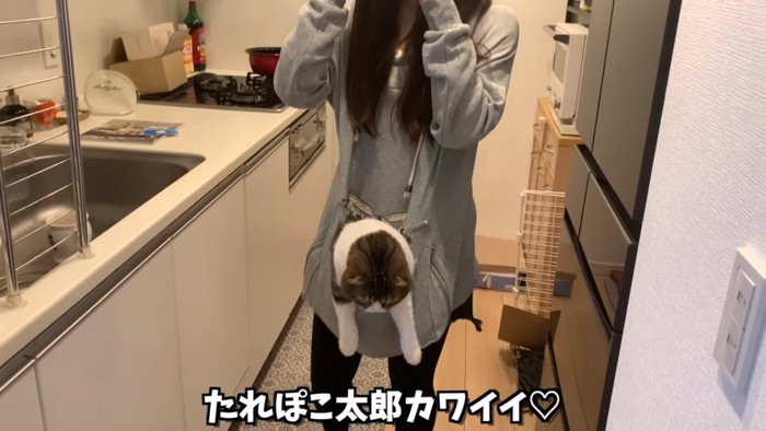 ポケットに入って下を向く猫