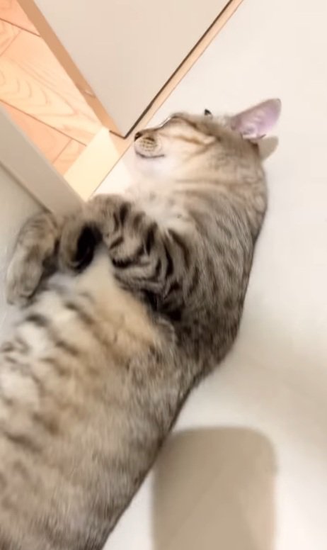 熟睡する猫