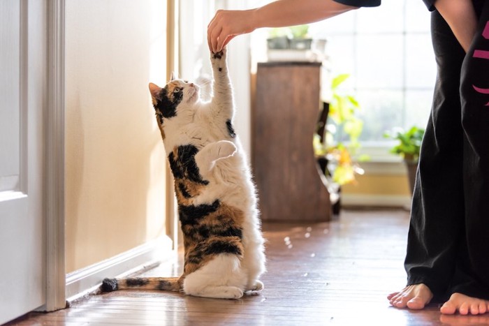 立ち上がって飼い主の手にタッチする猫