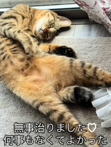 ヘソ天する猫