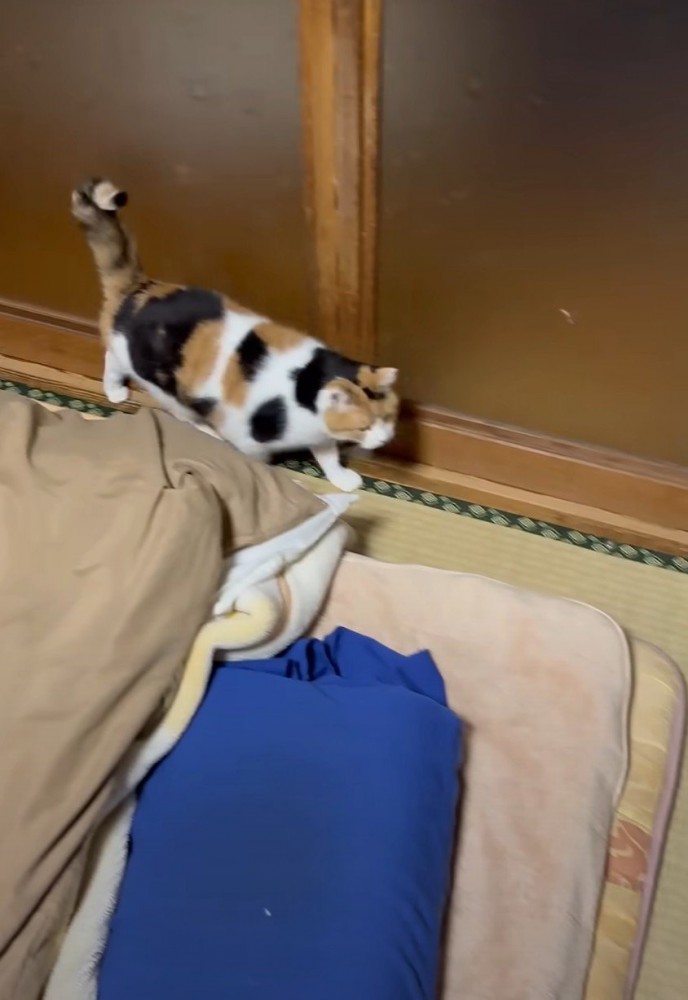 布団横を歩く猫