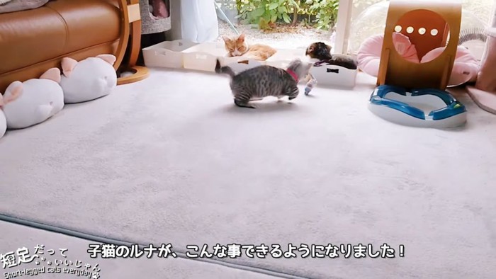 おもちゃに向かって走る猫