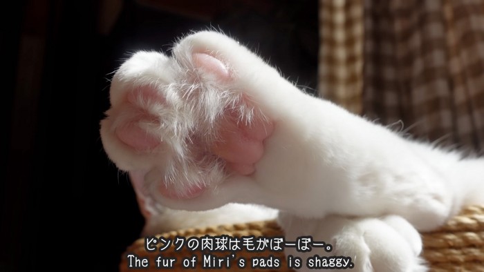 ピンクの肉球