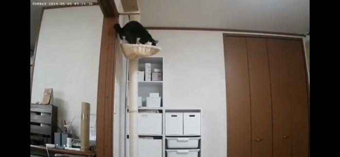 キャットタワーの上にいる猫