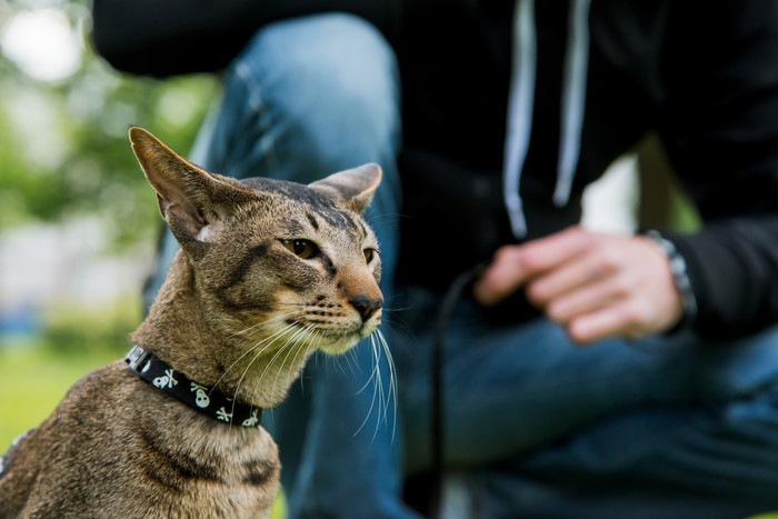 飼い主と首輪繋がれた猫