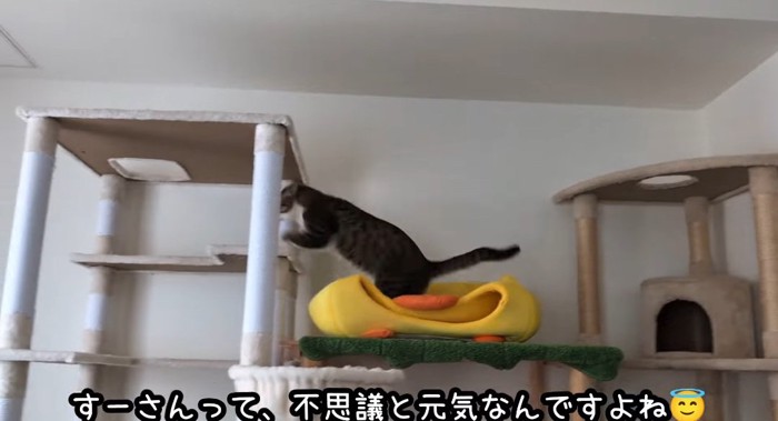 タワーの上の猫