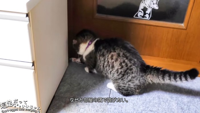 隅で遊ぶ猫