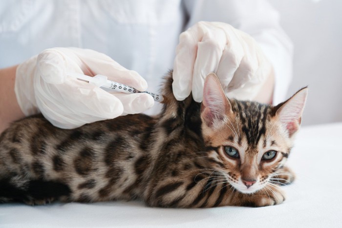 注射される猫