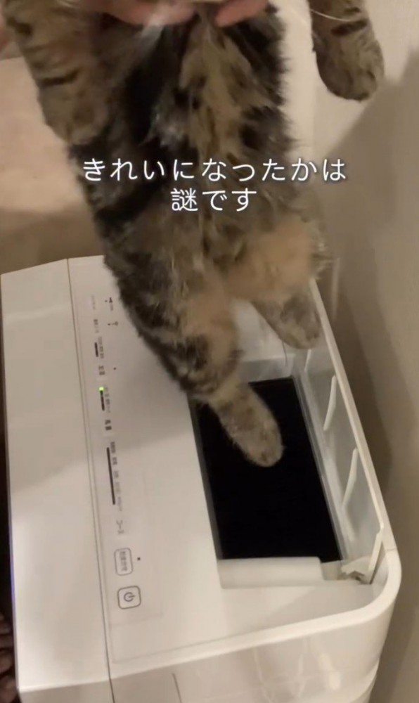足をぶらーんとさせる猫