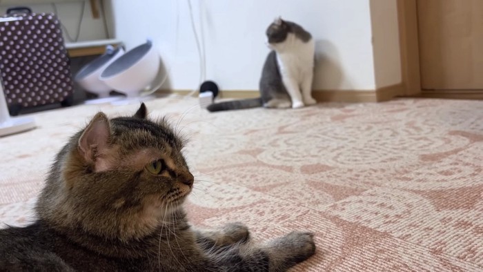 手前の茶色猫と奥のグレーハチワレ