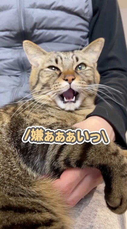 猫に話しかける飼い主