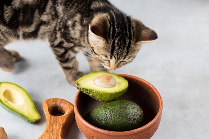 半分に切ったアボカドのにおいを嗅ぐ子猫