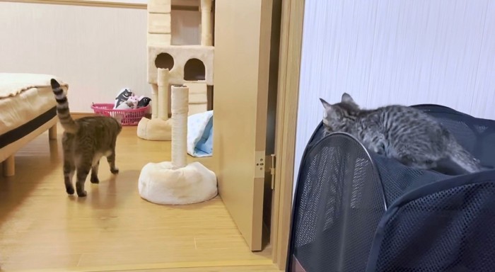 先輩猫の背中を見つめるウリちゃん