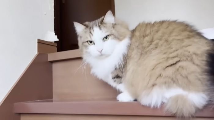 階段も一緒の猫
