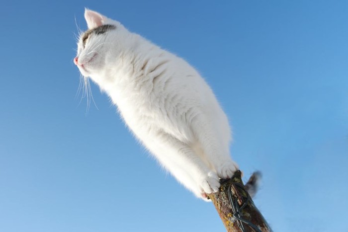 青空の中杭の上に座る猫