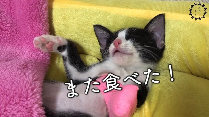 寝ながら咀嚼を続けるラッキーくん