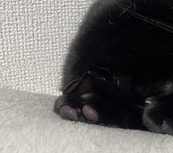 丸まっている猫の耳と肉球