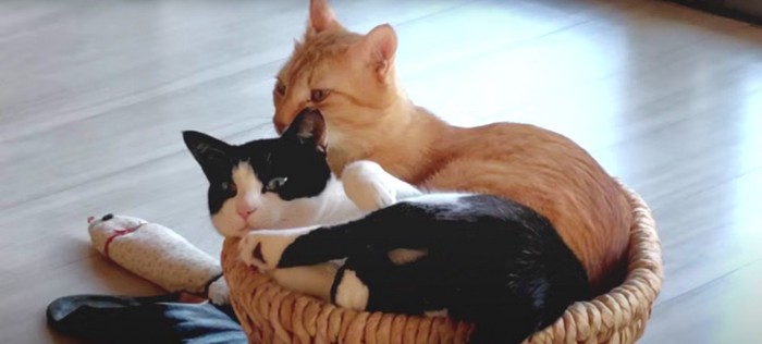 一緒に寝ている猫