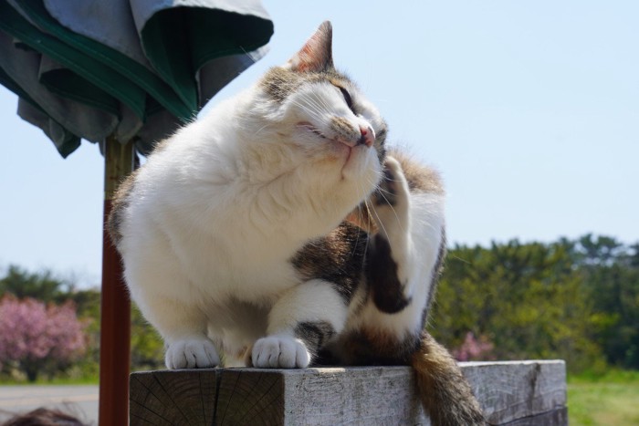 頭をかく猫