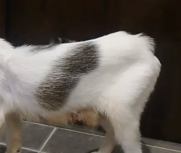 ガリガリの猫