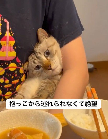 飼い主さんの腕にはまる猫