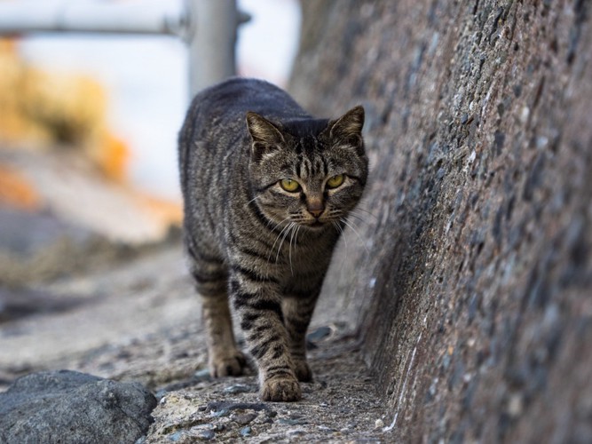 歩いている猫