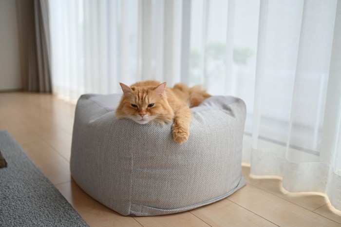クッションの上でくつろぐ猫