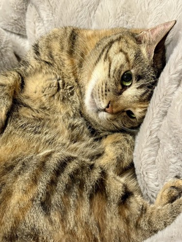 くつろぐ猫