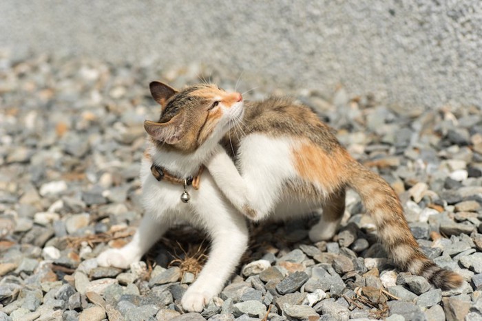 首輪を気にして後ろ足で掻く猫