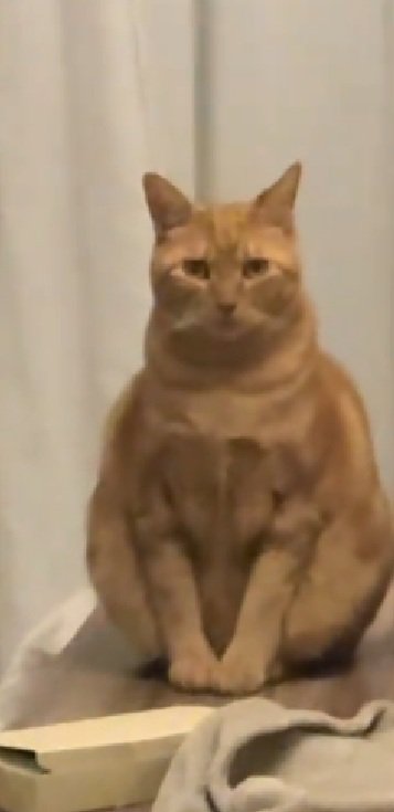 お座りする猫
