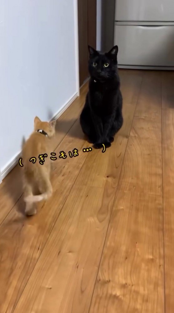 黒猫の近くに歩いて行く子猫