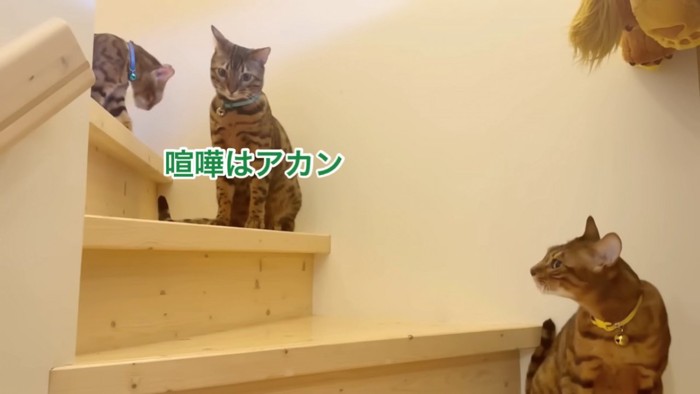 3匹の猫