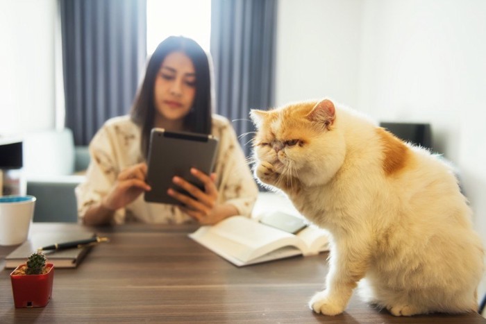 猫とタブレットに夢中な人