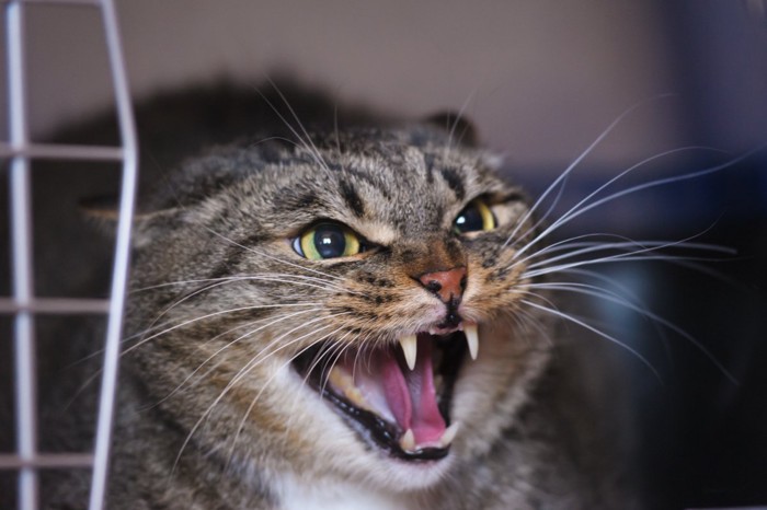 シャーする猫1
