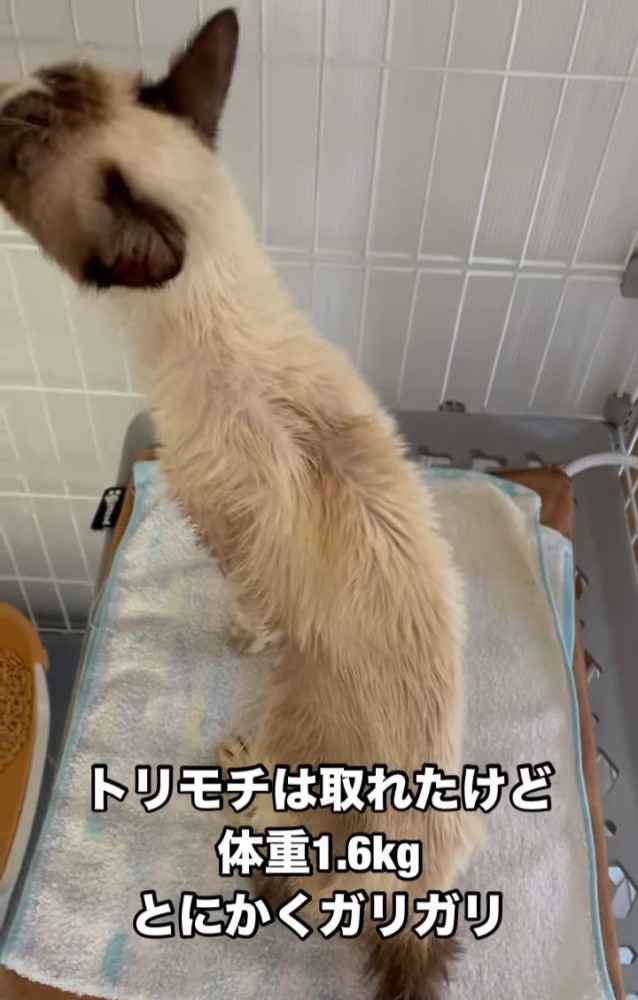 やせた猫の背中