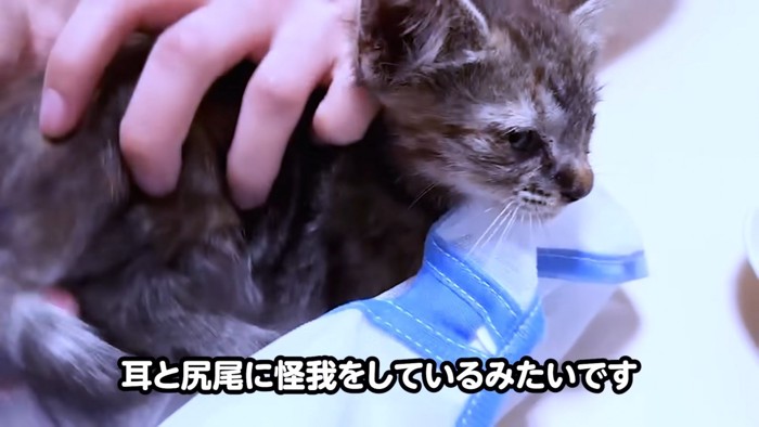 診察される子猫