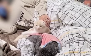 撫でられる子猫