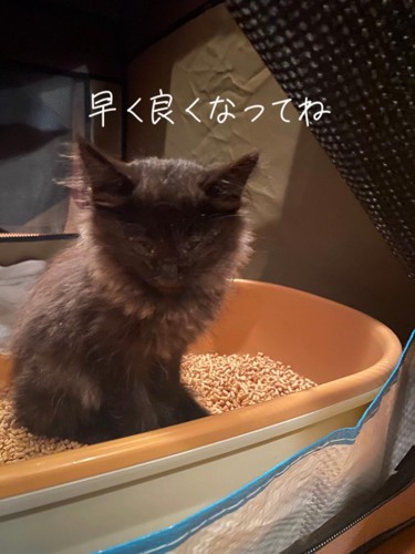 トイレに座ってカメラの方を見る子猫