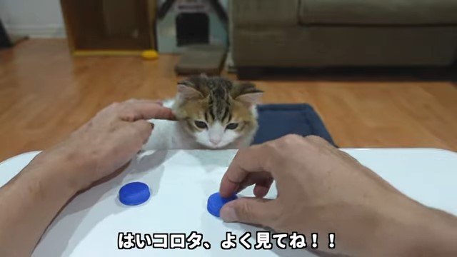 キャップを持つ男性の手を見る子猫