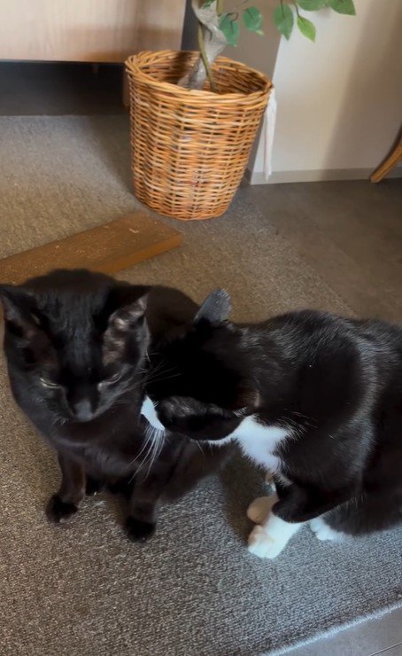 並んで座っている2匹の猫