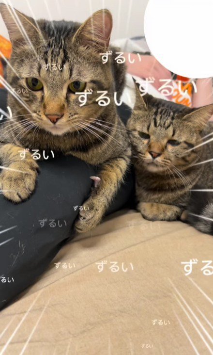 脚にしがみついている2匹の猫