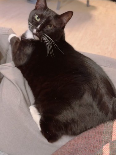 靴下模様の黒猫