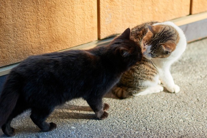 挨拶する猫たち