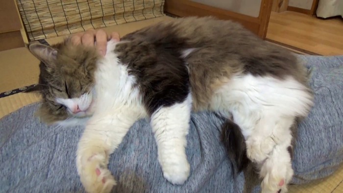 首をなでられる猫
