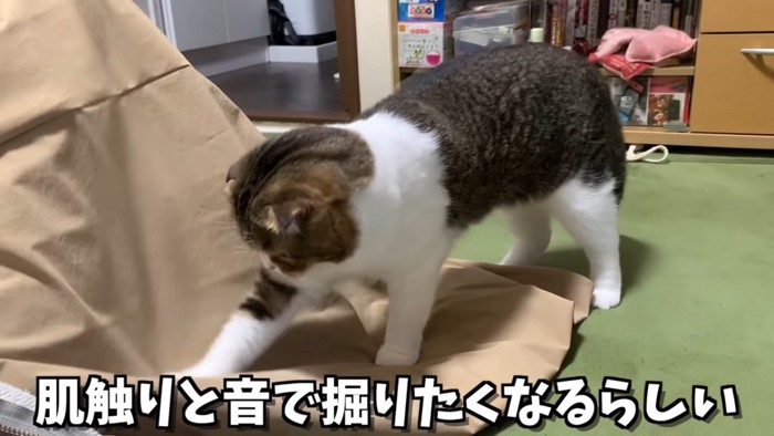 掘るしぐさの猫