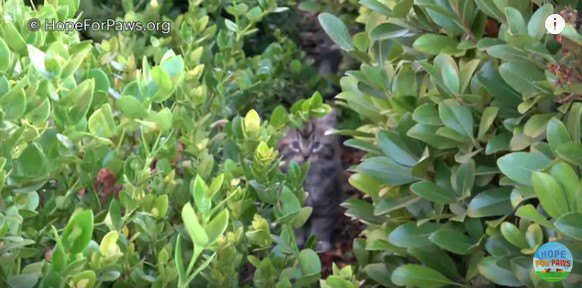 植込みからのぞく子猫